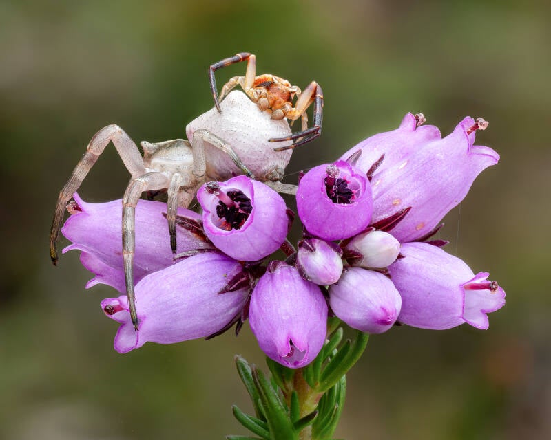Thomisus-onustus-spider-macro-wayne-sayers.jpg
