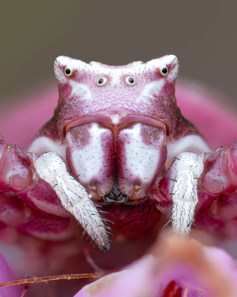 Thomisus-onustus-spider-macro-wayne-sayers.jpg