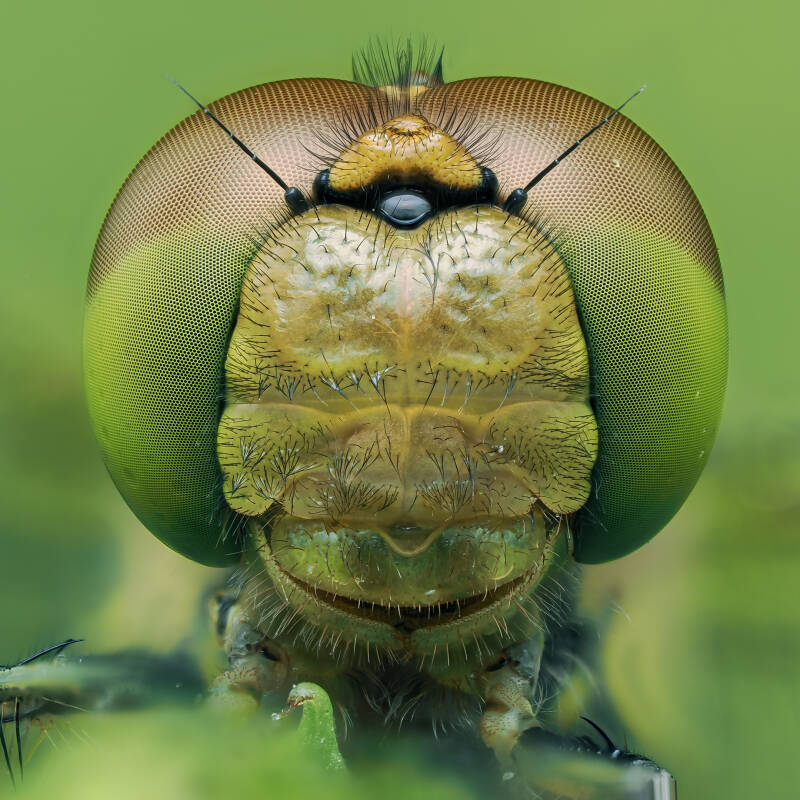 teneral-dragonfly-macro-wayne-sayers.jpg