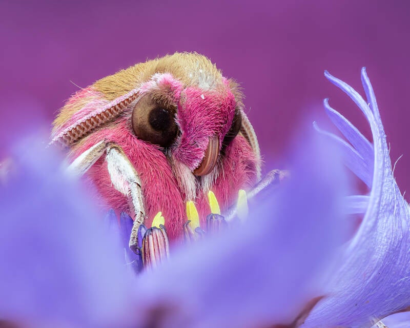 elephant-hawk-moth-macro-wayne-sayers.jpg