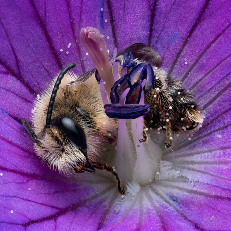 sleeping-bee-macro-wayne-sayers.jpg