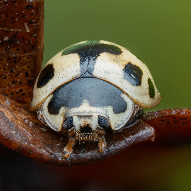14-spot-ladybird-macro-dorset-wayne-sayers.jpg