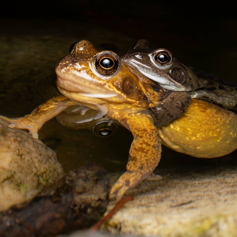 frog-pond-wayne-sayers-standard.jpg
