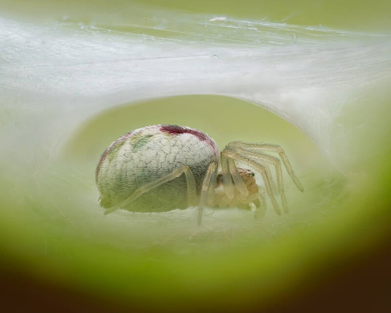 nigma-puella-spider-macro-wayne-sayers-standard.jpg