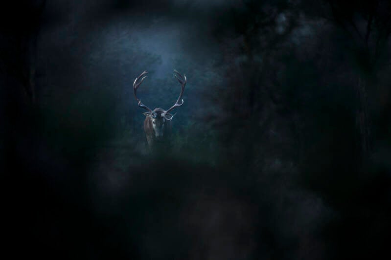 15739-lechantdesforets-vincentmunier2-standard.jpg