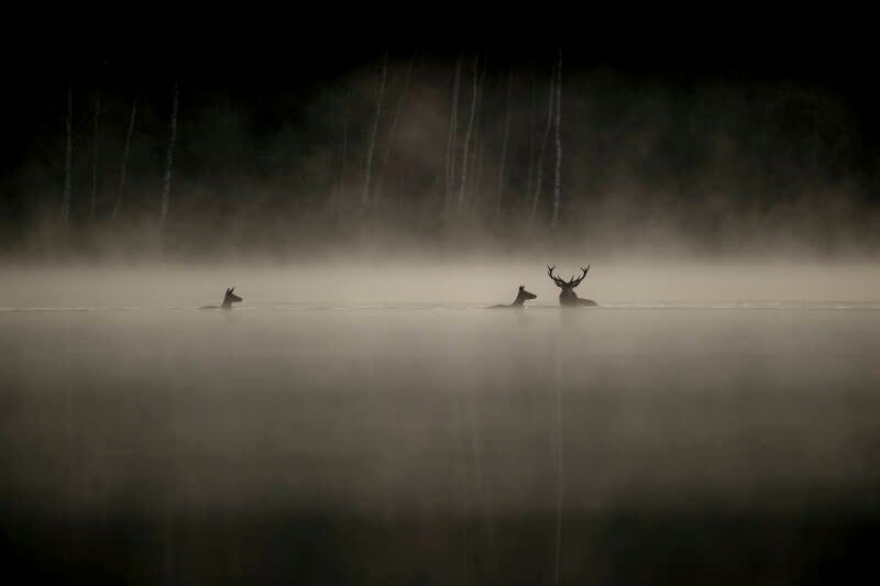 15740-lechantdesforets-vincentmunier-standard-esdar8.jpg