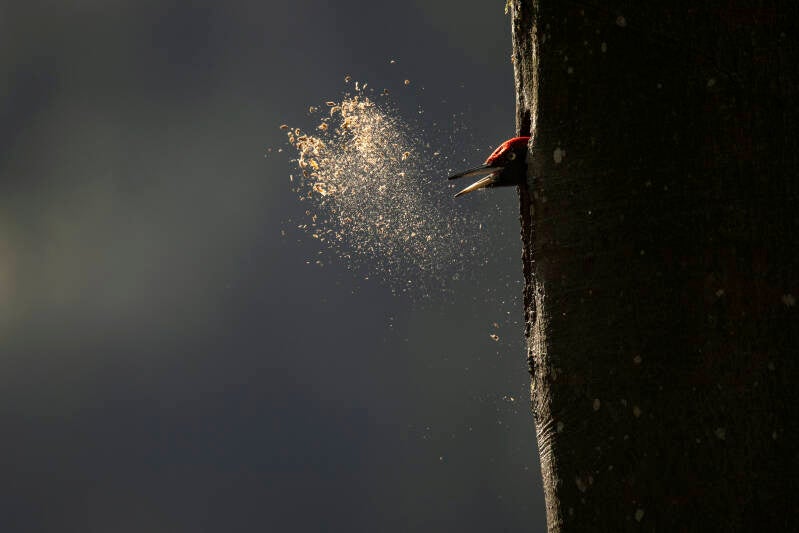 15741-lechantdesforets-vincentmunier3-standard.jpg