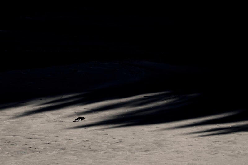 15742-lechantdesforets-vincentmunier4-standard.jpg