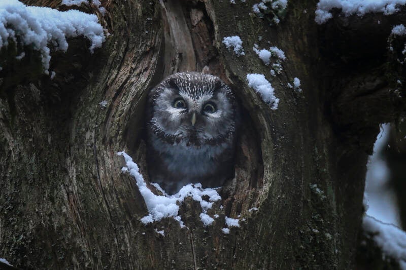 15744-lechantdesforets-vincentmunier7-standard.jpg