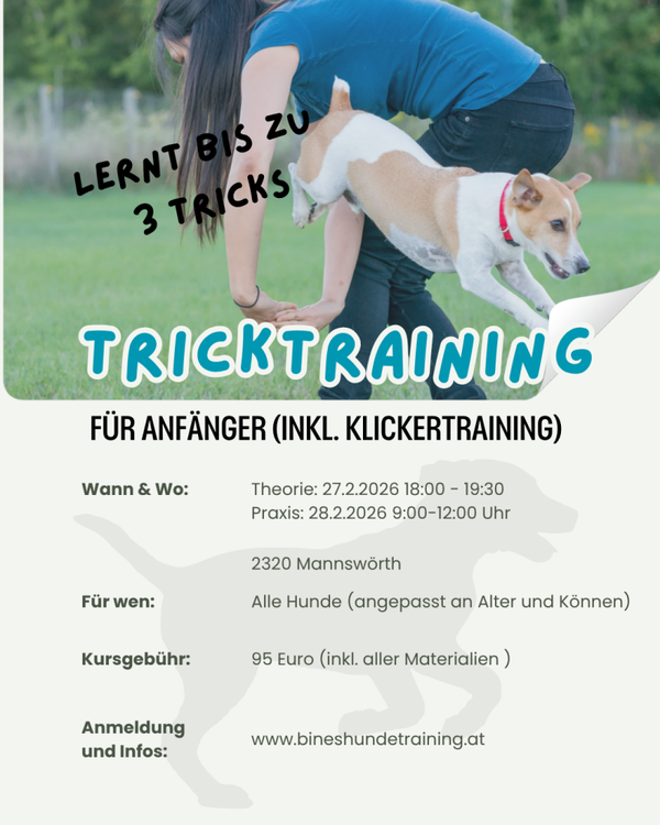Tricktraining für Anfänger