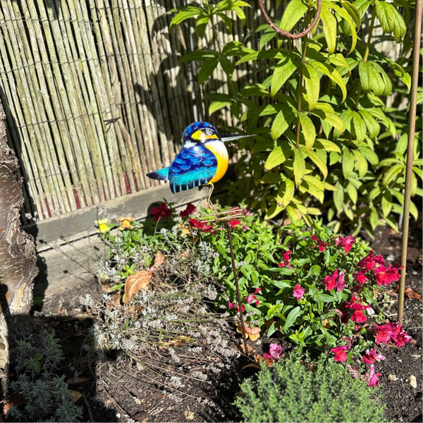 Tuinsteker IJsvogeltje M
