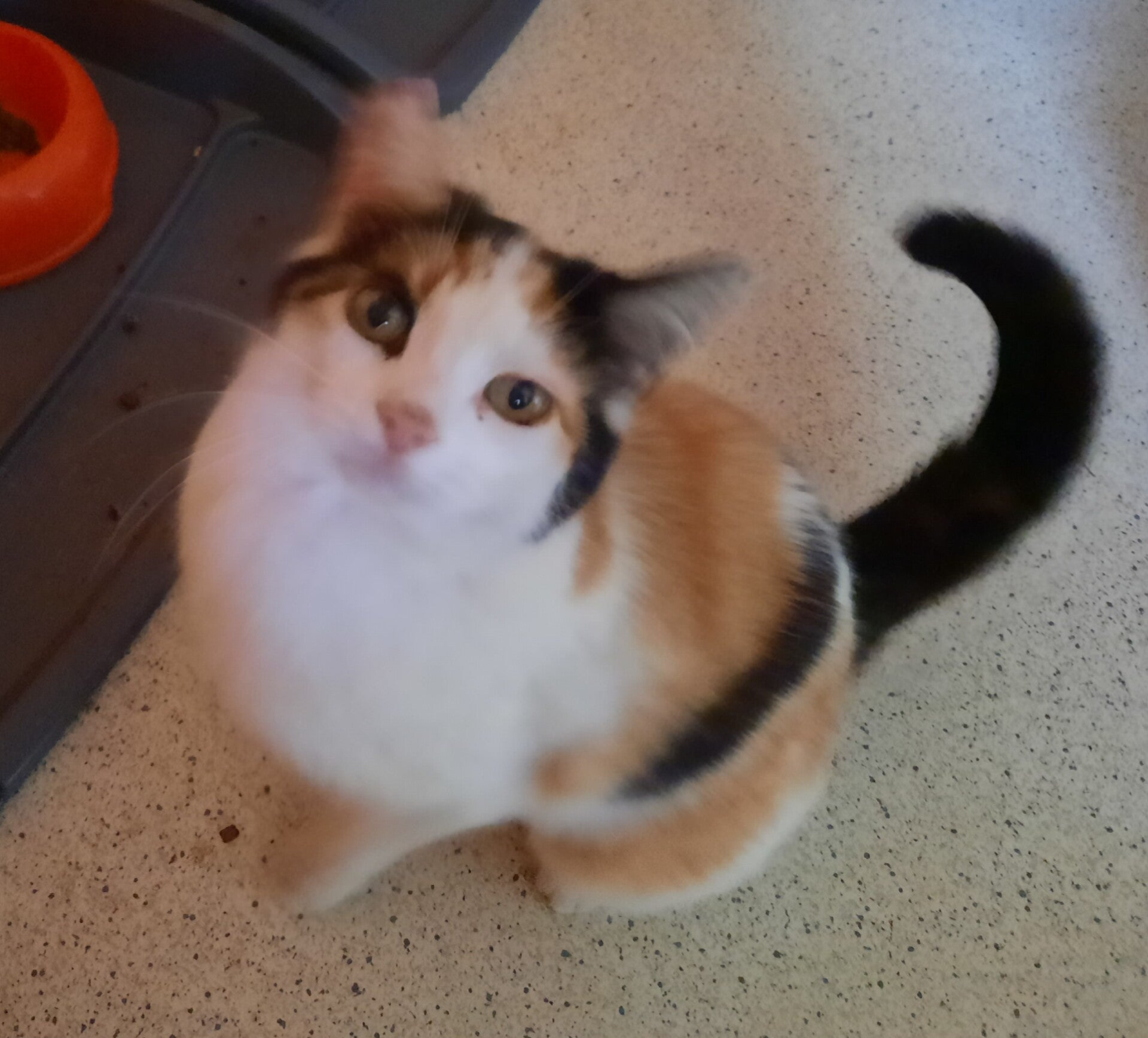 Chiara, meine Kätzin ist das grosse Vorbild