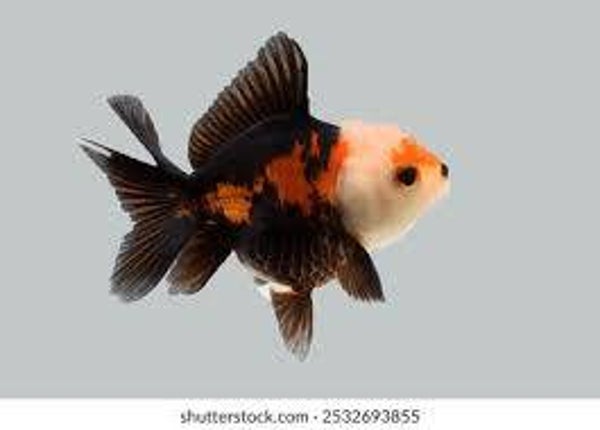 Apache Oranda 5 - 6cm