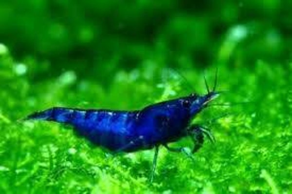 Blue Neocaradina Shrimp - 3cm