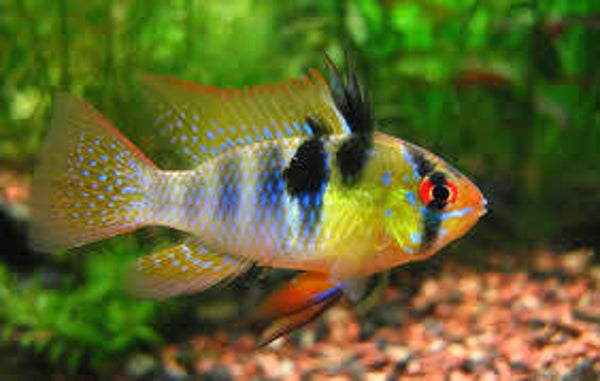 German Blue Ram 5cm
