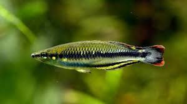 Madagascar Rainbow Fish - 1.75 - 2"