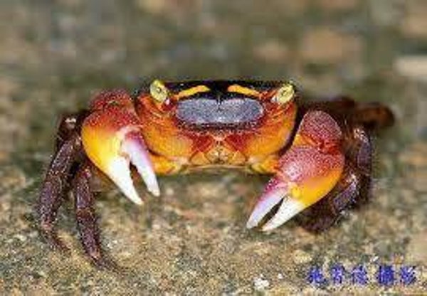 Red Apple Crab - 3-4cm