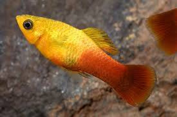 Sunset Variatus Platy - L