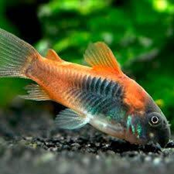 Corydoras Venezuela Orange - M