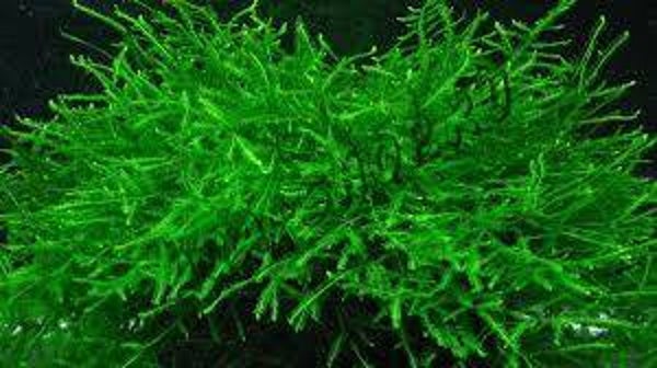 Vesicularia dubyana (Java Moss)  50g bags