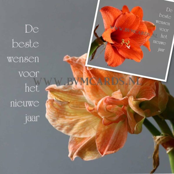 Set 17 Nieuwjaar