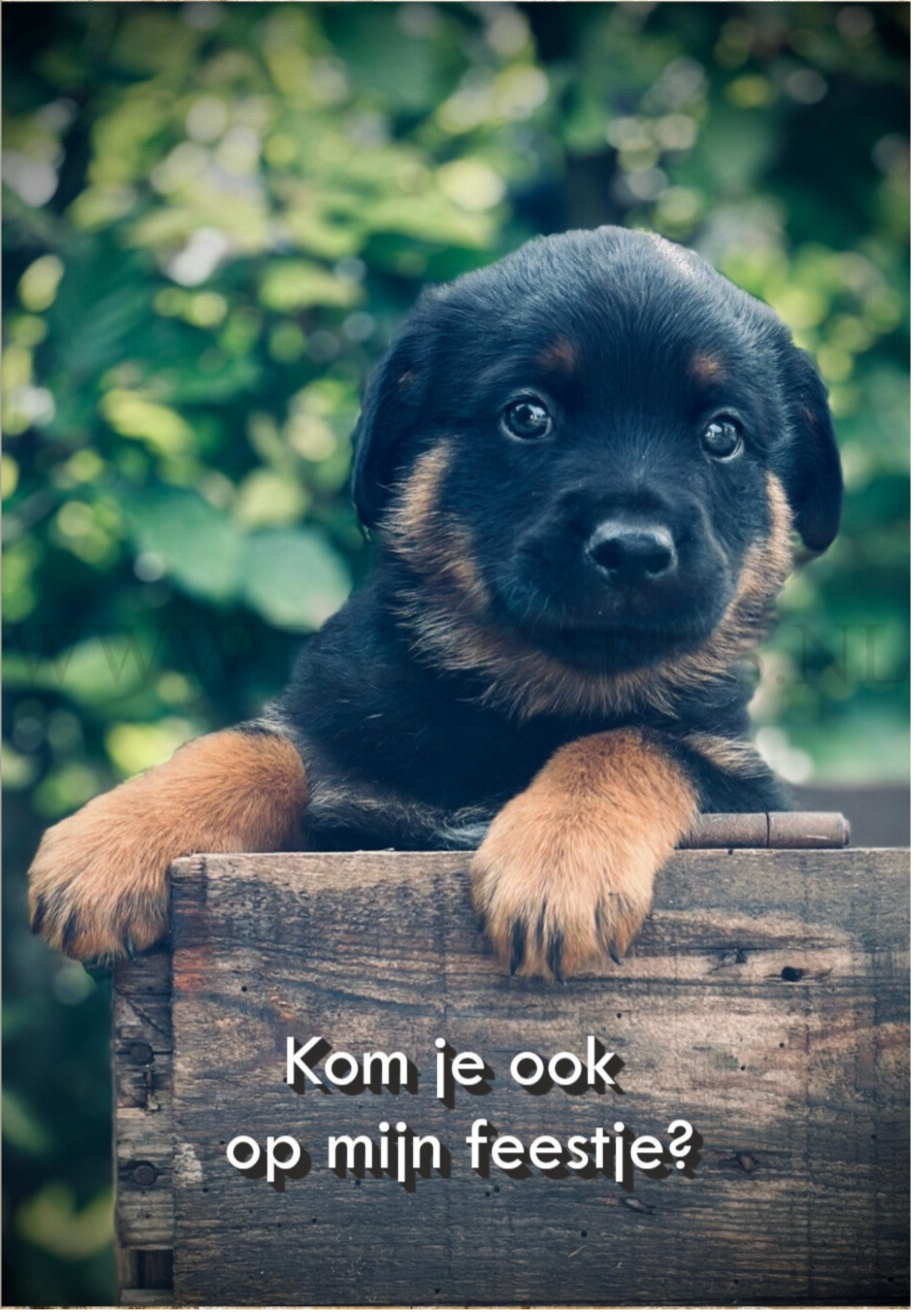 Kaartjes (5 stuks) Hondje
