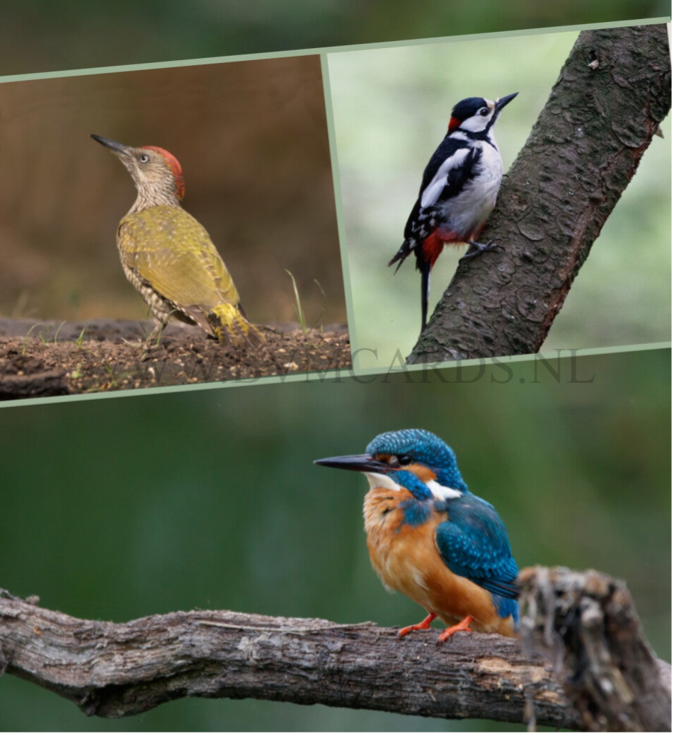 Wenskaart 12x13 - Specht - ijsvogel