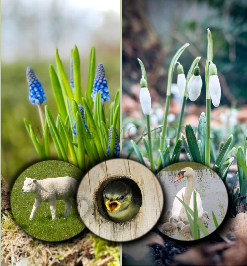 Wenskaart 12x13 - Voorjaar