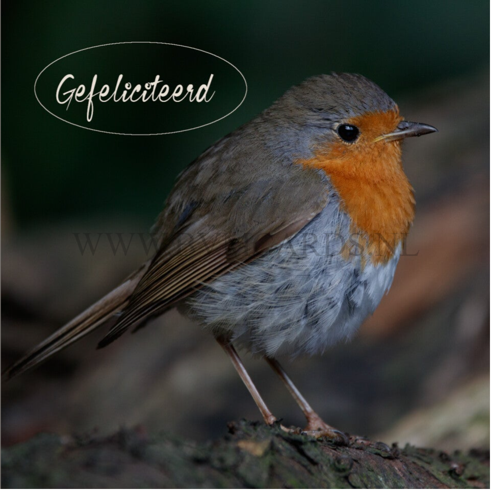 Wenskaart 11x11 - roodborst