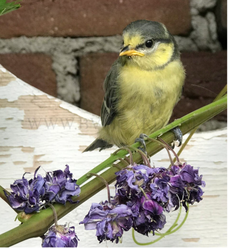 Wenskaart 12x13 - Koolmees jong