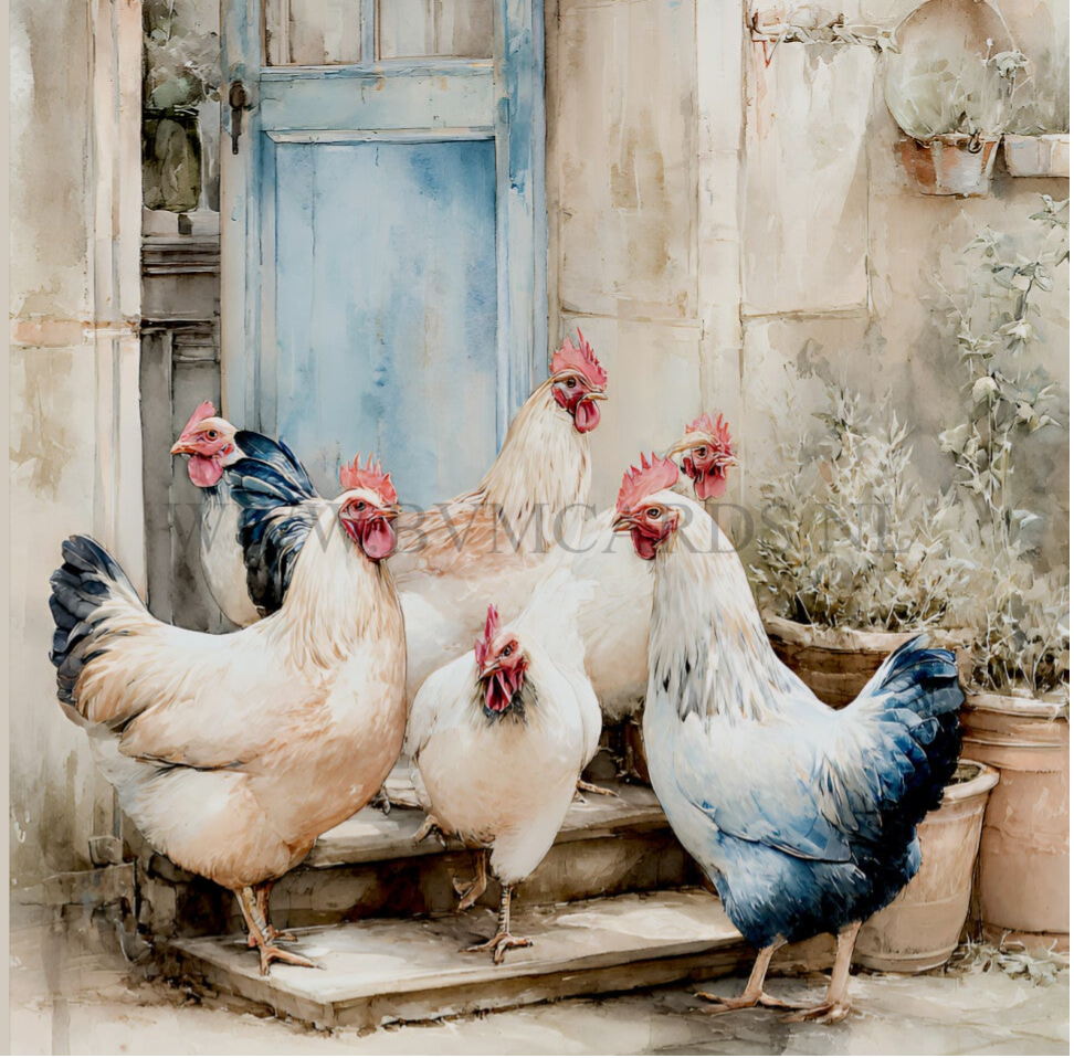 Wenskaart 11x11 - Kippen