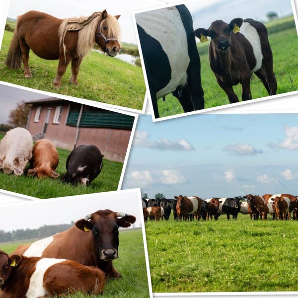 KOMT 15-11 BINNEN - Set N Ansicht Assorti Blanco