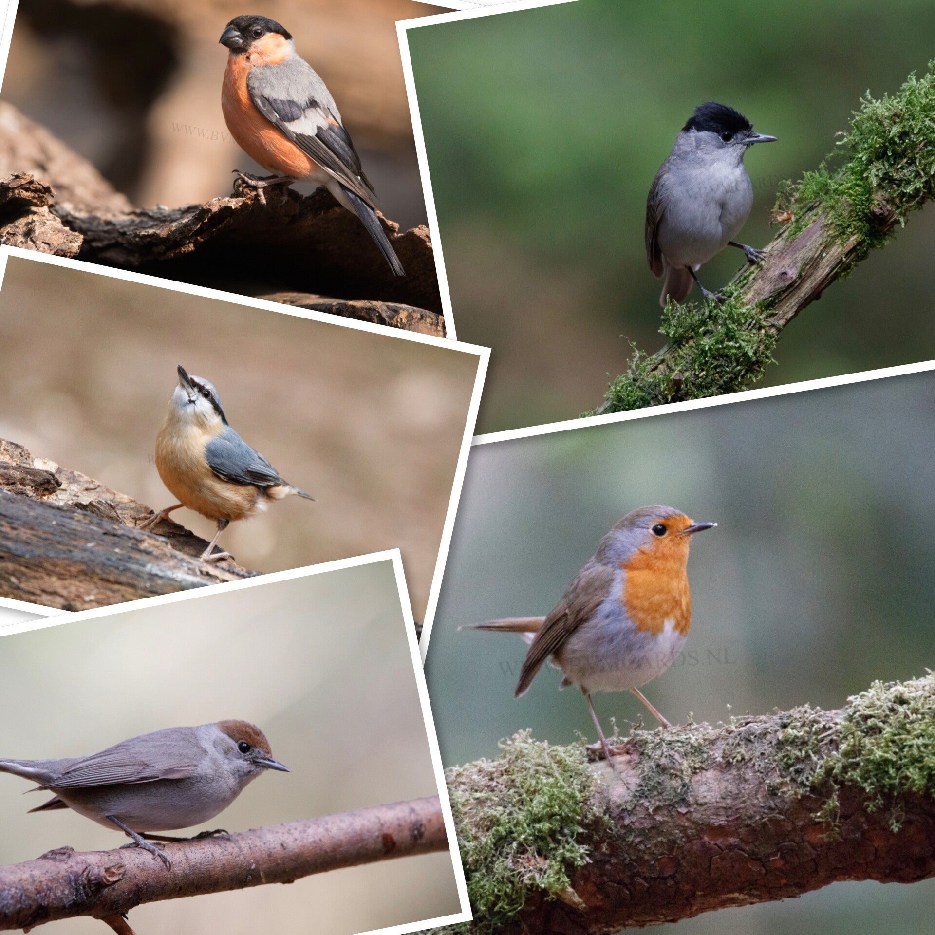 Set C Ansicht Assorti Blanco