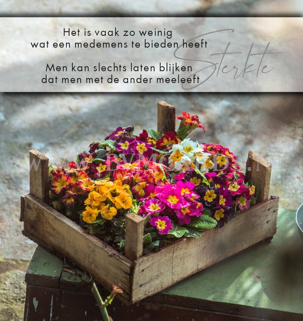 Wenskaart 12x13 - Primula