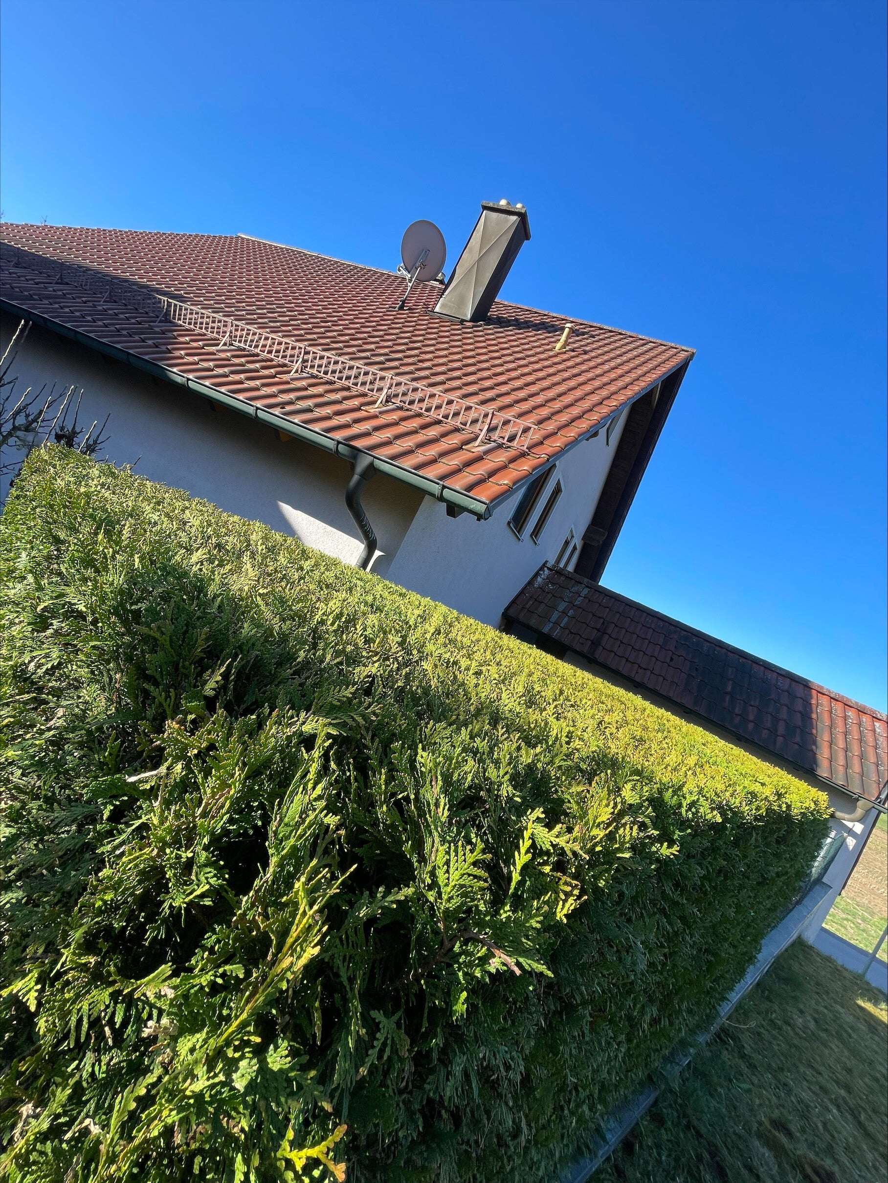 freudenberg-tuja-2-standard.jpg