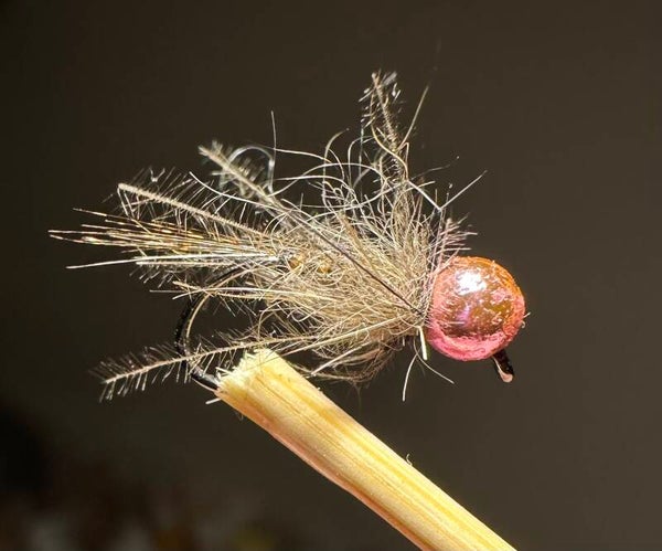 Oreille de Lievre