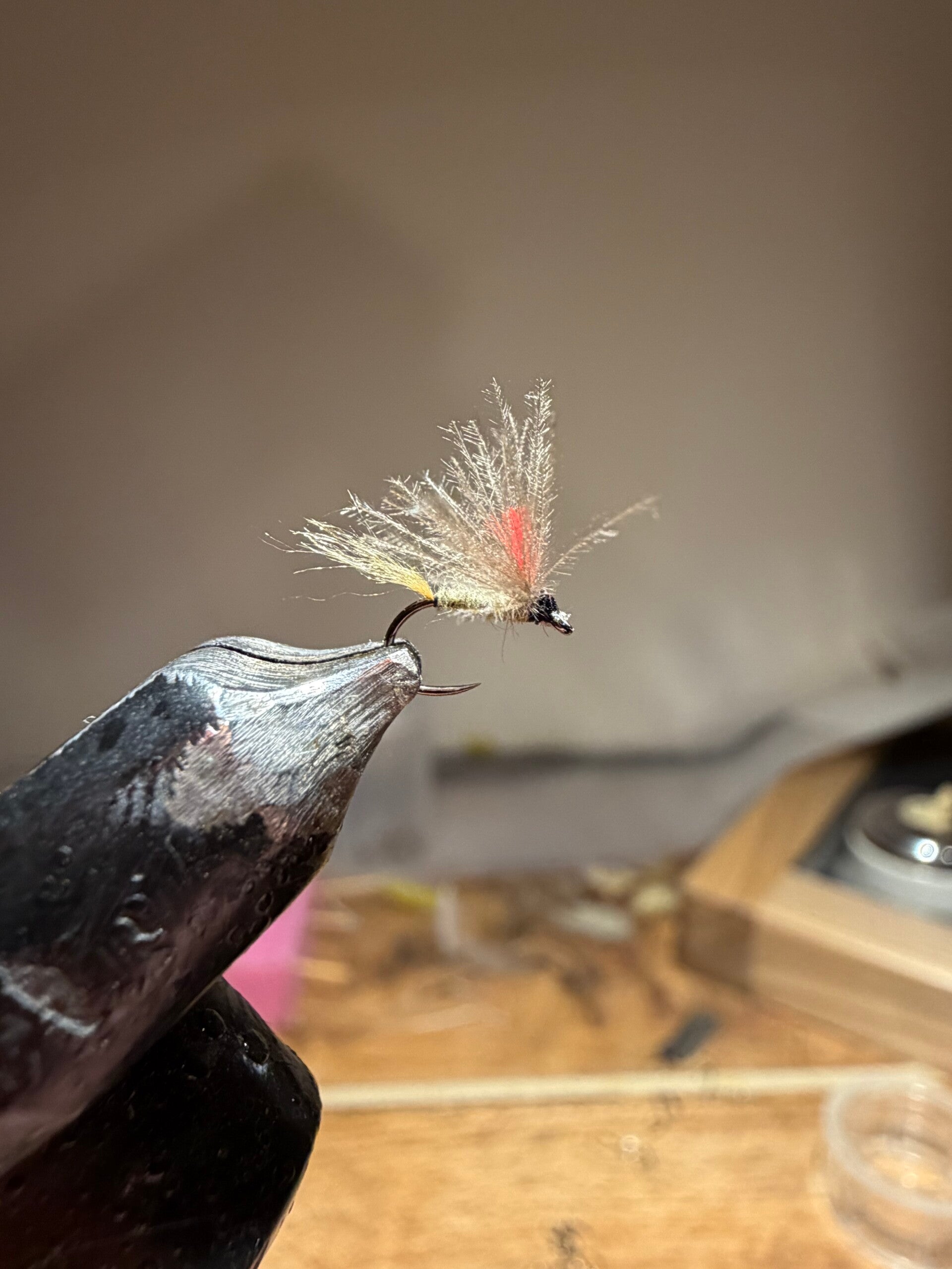 Olive début de saison 431 exuvie 300 en 20