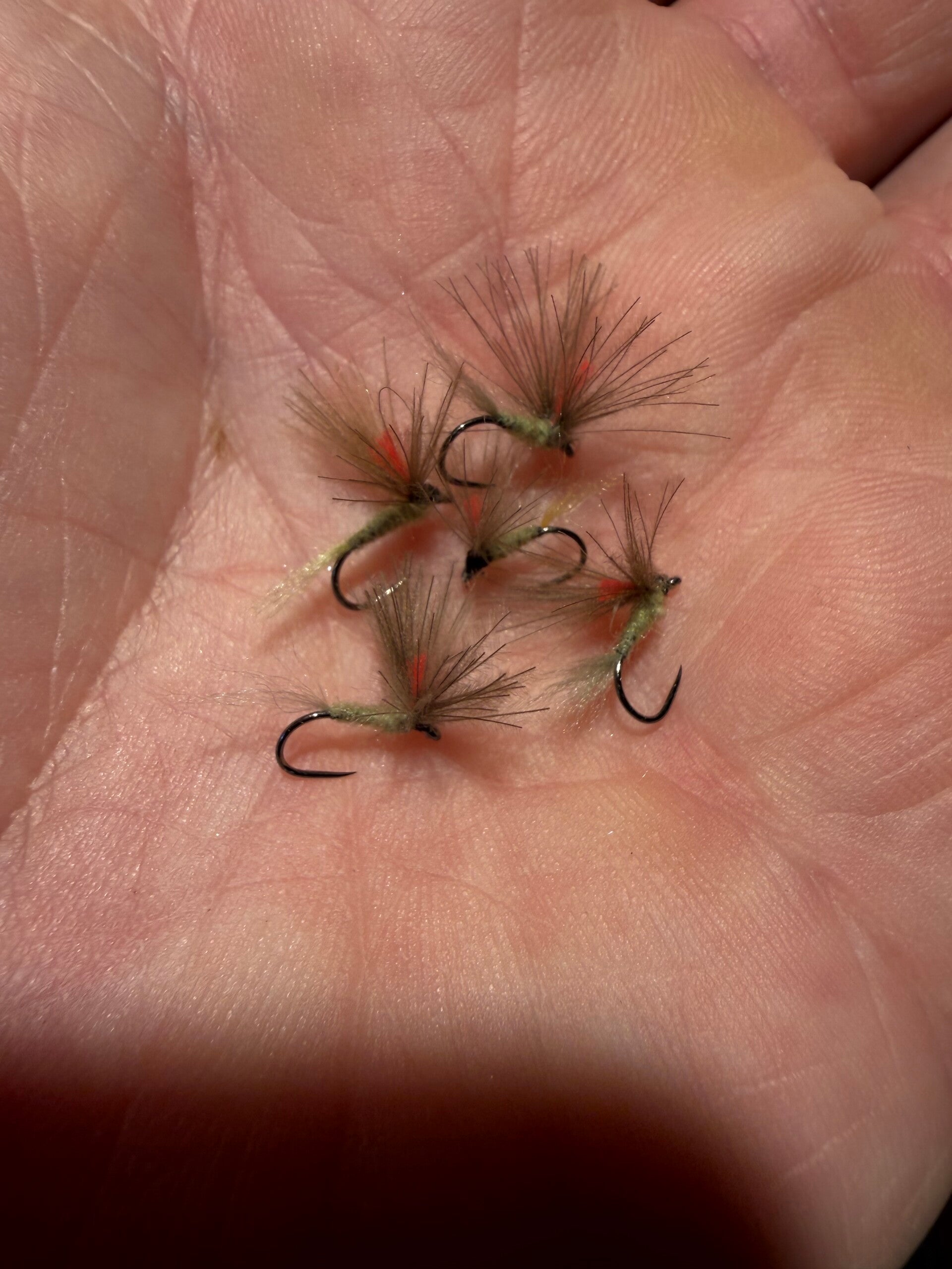 Olive 255 avec exuvie en 273 en h 20