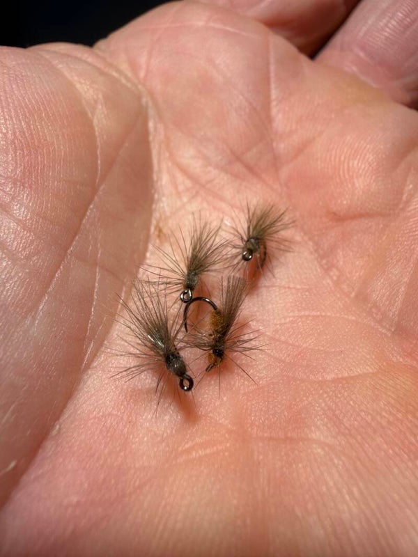 Fourmis rousse en 18