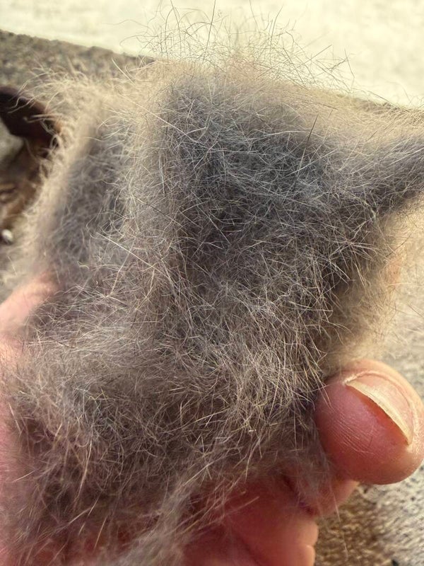 Dubbing écureuil gris clair