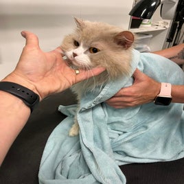 catsfurtrimsalon.jpeg