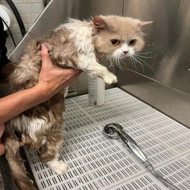 kattenwassen.jpeg