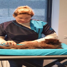 kattentrimmenlimburghaelen.jpeg
