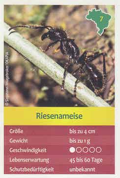 Riesenameise / Entdecke Brasilien / Tierkarte / Nr. 7