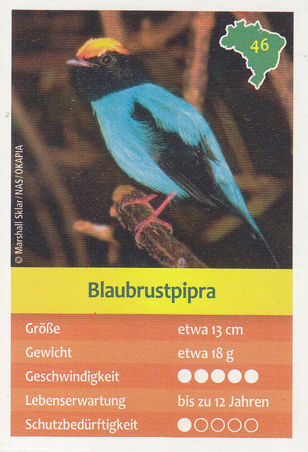 Blaubrustpipra Tierkarte Nr.46