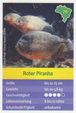 Roter Piranha