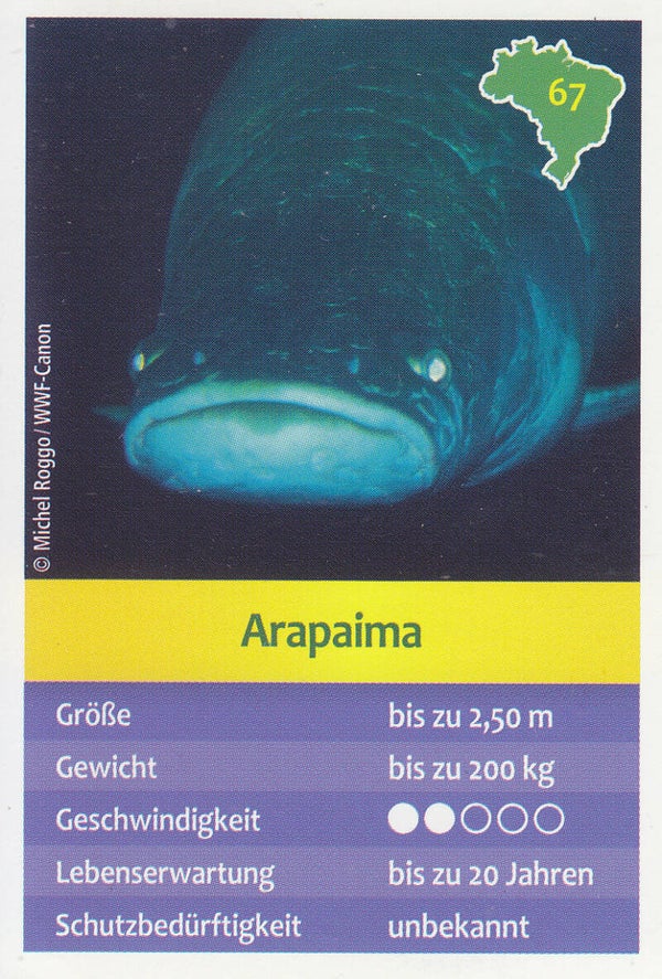 Arapaima