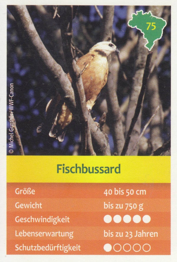 Nr.75 Fischbussard