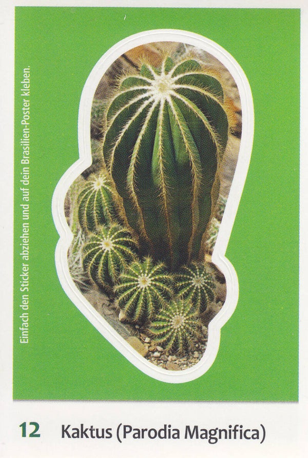 Kaktus (Parodia Magnifica)