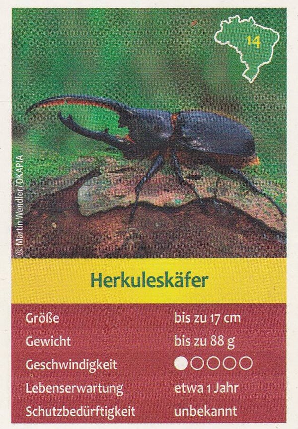 Herkuleskäfer / Entdecke Brasilien / Tierkarte / Nr. 14